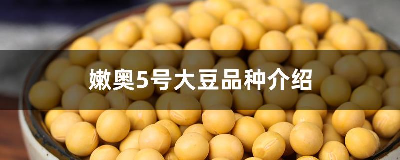 嫩奥5号大豆品种介绍