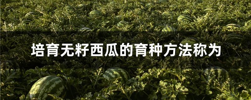 培育无籽西瓜的育种方法称为
