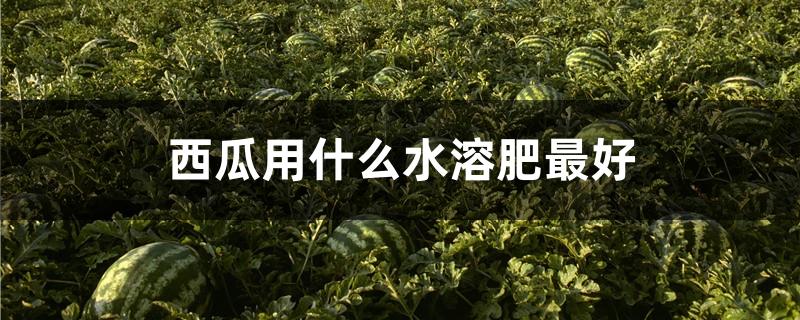 西瓜用什么水溶肥最好