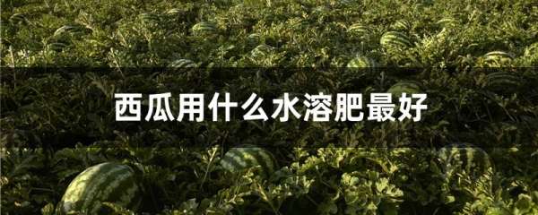 西瓜用什么水溶肥最好