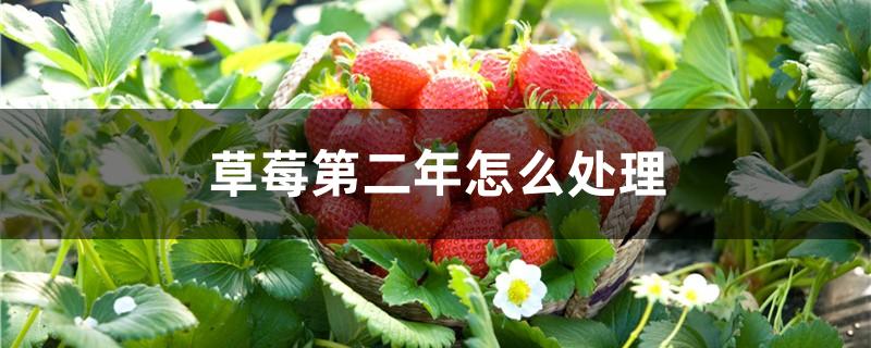 草莓第二年怎么处理