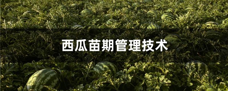 西瓜苗期管理技术
