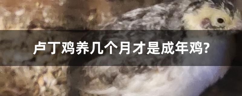 芦丁鸡养几个月才是成年鸡?