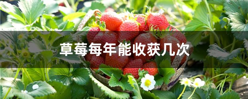 草莓每年能收获几次