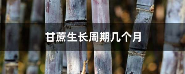 甘蔗生长周期几个月
