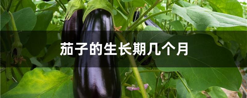 茄子的生长期几个月