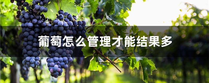 葡萄怎么管理才能结果多