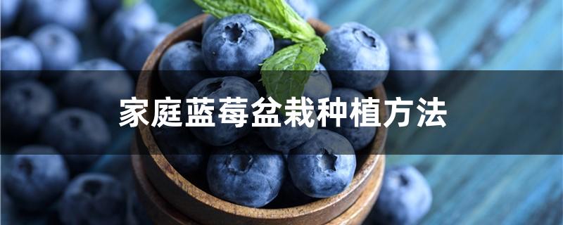 家庭蓝莓盆栽种植方法