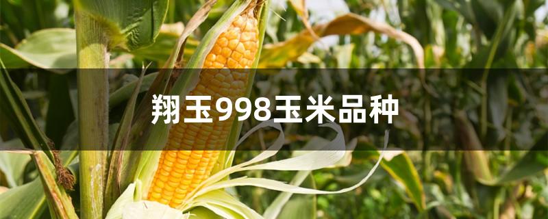 翔玉998玉米品种