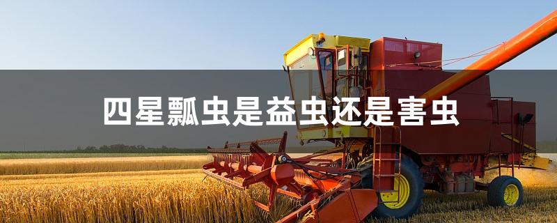 四星瓢虫是益虫还是害虫