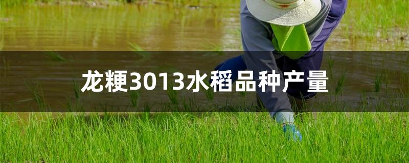 4kg左右,相比于对照品种龙粳31增产8.8%左右.