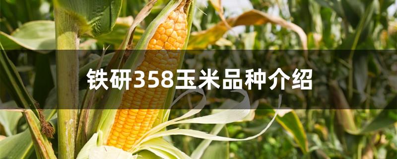 铁研358玉米品种介绍