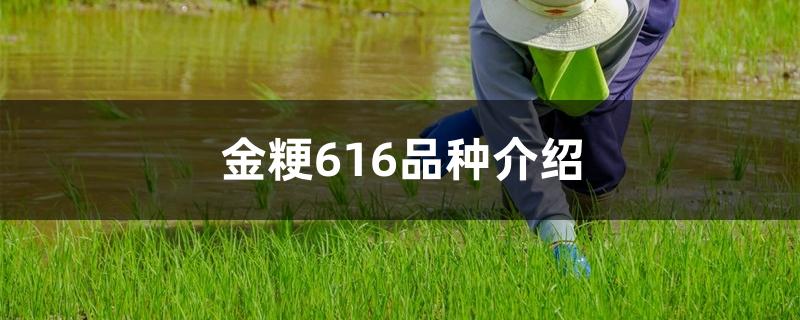 金粳616品种介绍