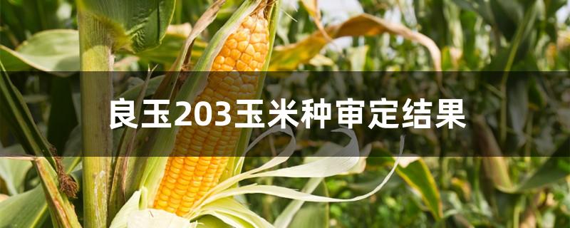 良玉203玉米種審定結果