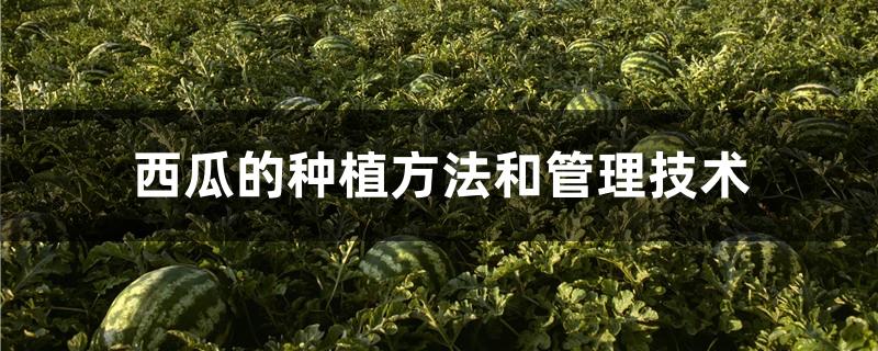 西瓜种植技术和管理(西瓜种植技术和管理论文)