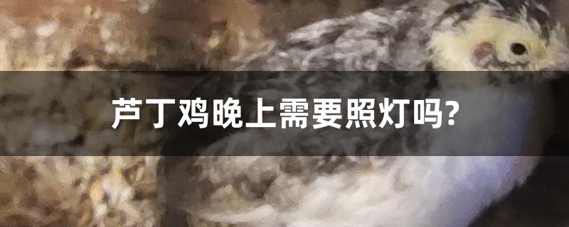 芦丁鸡晚上需要照灯吗?