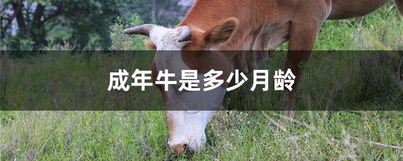 成年牛是多少月龄
