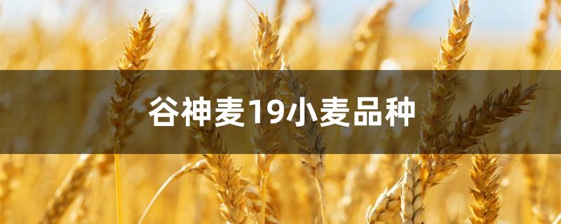 谷神麦19小麦品种