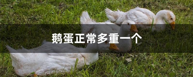 鹅蛋正常多重一个