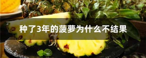 种了3年的菠萝为什么不结果