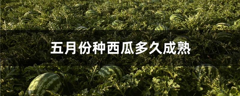 五月份种西瓜多久成熟
