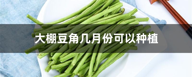 大棚豆角几月份可以种植