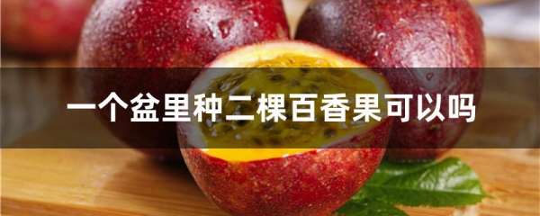 一个盆里种二棵百香果可以吗