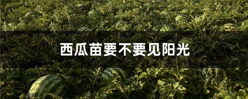 西瓜苗要不要见阳光