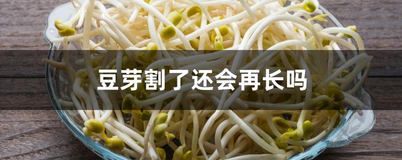 豆芽割了还会再长吗