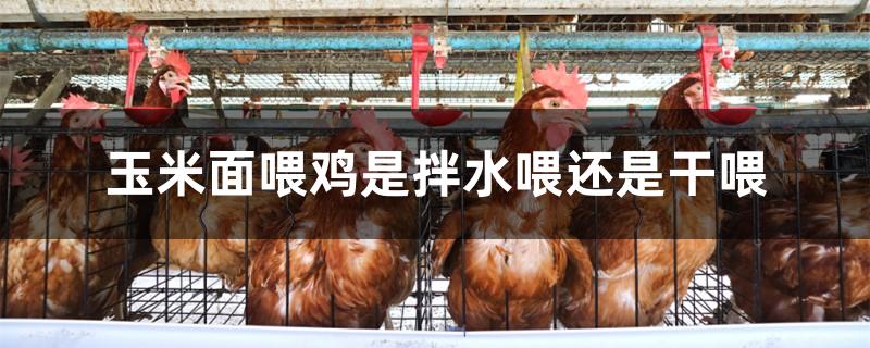玉米面喂鸡是拌水喂还是干喂