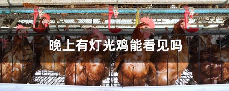 晚上有灯光鸡能看见吗