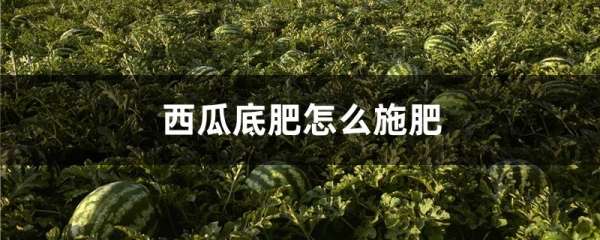 西瓜底肥怎么施肥