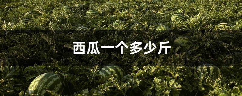 西瓜一个多少斤