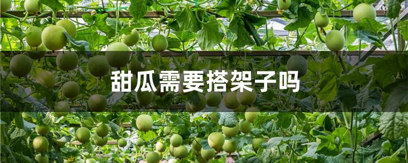 甜瓜需要搭架子吗