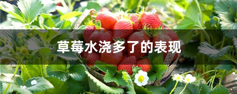 草莓水浇多了的表现