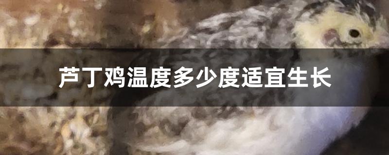 芦丁鸡温度多少度适宜生长