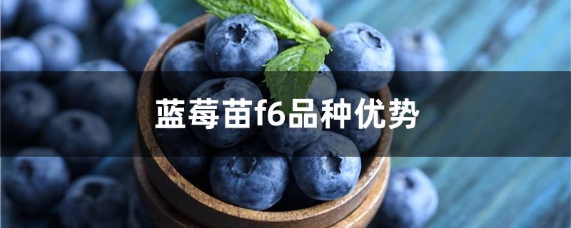 蓝莓苗f6品种优势