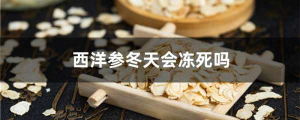 西洋参冬天会冻死吗