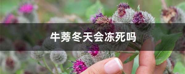 牛蒡冬天会冻死吗