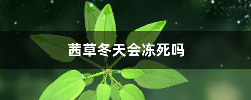 茜草冬天会冻死吗