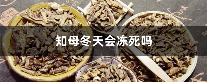 知母冬天会冻死吗