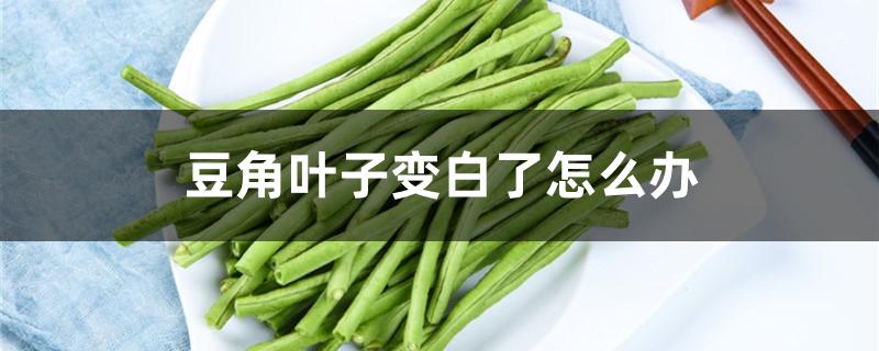 豆角叶子变白了怎么办