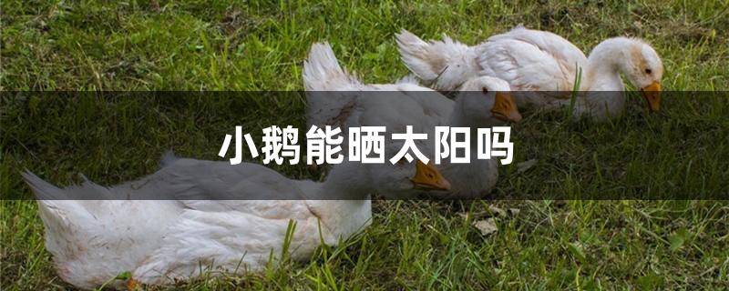 小鹅能晒太阳吗