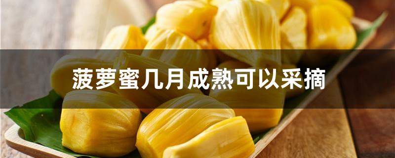 菠萝蜜几月成熟可以采摘