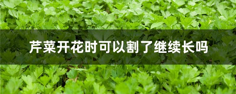 芹菜开花时可以割了继续长吗