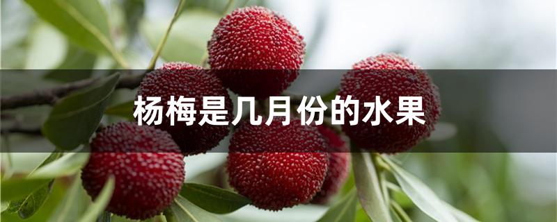 杨梅是几月份的水果