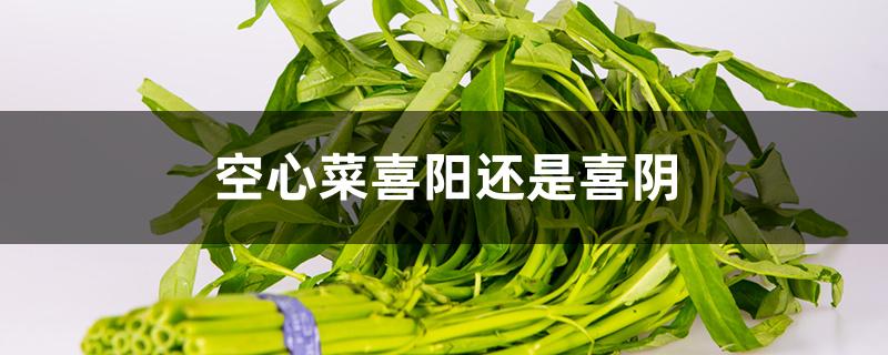 空心菜喜阳还是喜阴