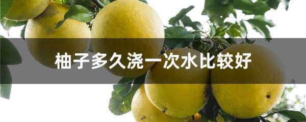 柚子多久浇一次水比较好