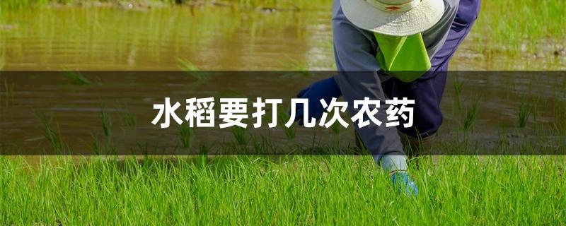水稻要打几次农药