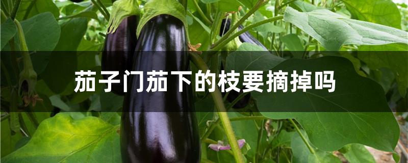 茄子门茄下的枝要摘掉吗